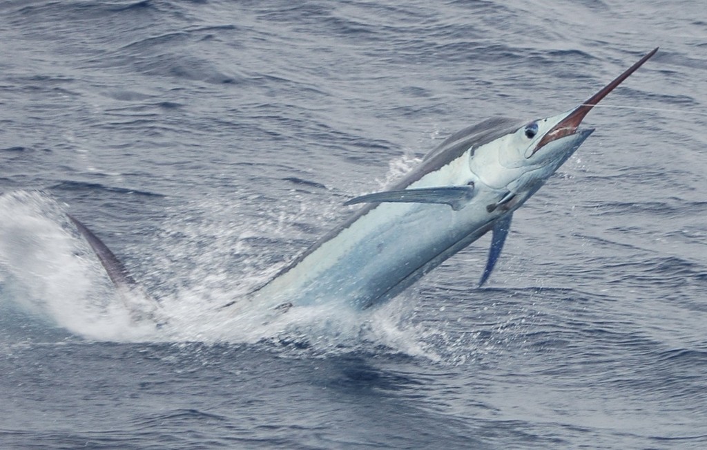 Marlin action during the 2008 Riviera NSW Interclub. Catch and Release © Riviera . http://www.riviera.com.au